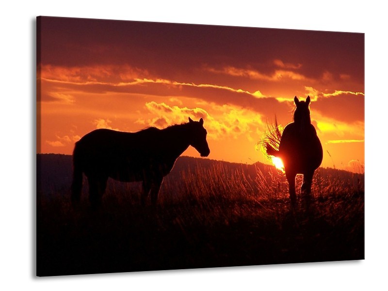 Canvas schilderij Paarden | Zwart, Geel, Oranje | 100x70cm 1Luik