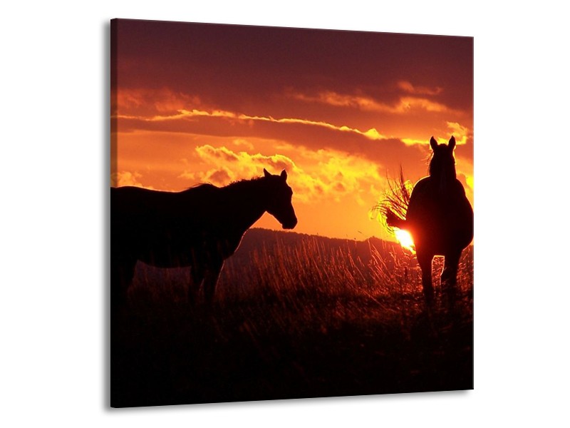 Glas schilderij Paarden | Zwart, Geel, Oranje | 70x70cm 1Luik