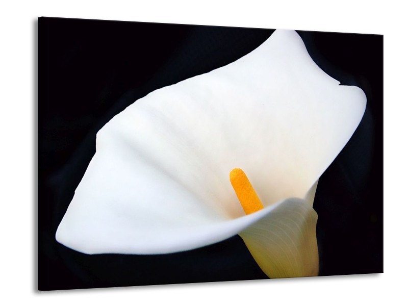 Canvas schilderij Bloem | Wit, Geel, Zwart | 100x70cm 1Luik