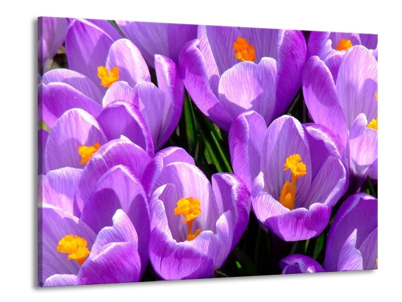Canvas schilderij Krokus | Paars, Geel, Groen | 100x70cm 1Luik