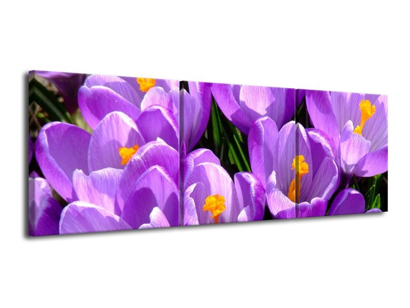 Canvas schilderij Krokus | Paars, Geel, Groen | 120x40cm 3Luik