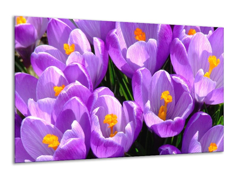 Canvas schilderij Krokus | Paars, Geel, Groen | 120x70cm 1Luik