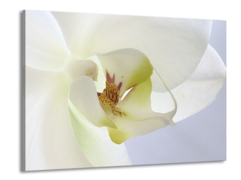 Glas schilderij Orchidee | Wit, Geel, Groen | 100x70cm 1Luik
