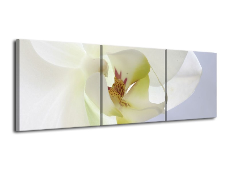 Canvas schilderij Orchidee | Wit, Geel, Groen | 120x40cm 3Luik
