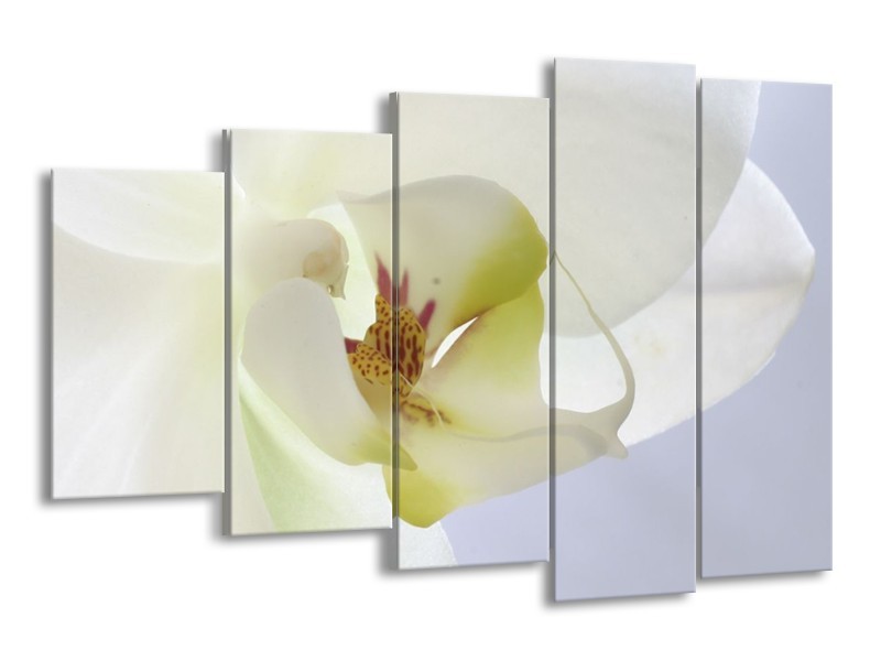 Canvas schilderij Orchidee | Wit, Geel, Groen | 150x100cm 5Luik