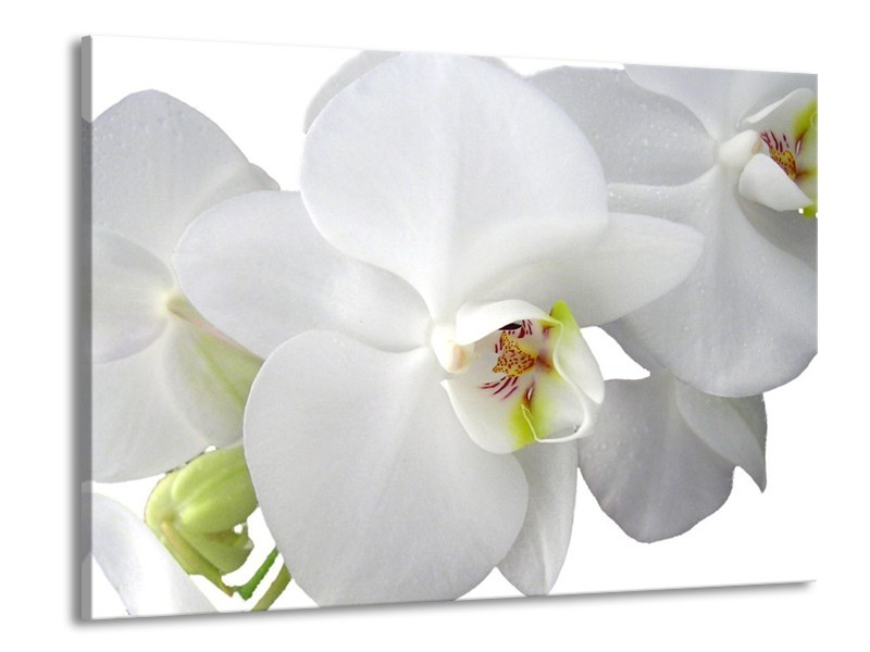 Canvas schilderij Orchidee | Wit, Groen | 100x70cm 1Luik