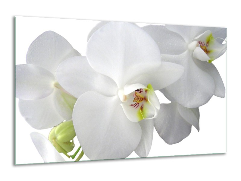 Canvas schilderij Orchidee | Wit, Groen | 120x70cm 1Luik