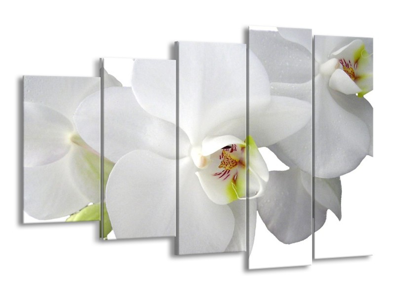 Canvas schilderij Orchidee | Wit, Groen | 150x100cm 5Luik