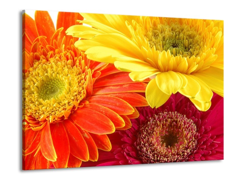 Canvas schilderij Bloem | Geel, Oranje, Rood | 100x70cm 1Luik