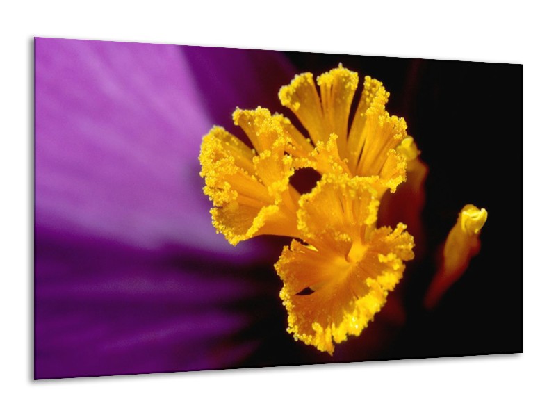 Canvas schilderij Bloem | Paars, Geel, Zwart | 120x70cm 1Luik