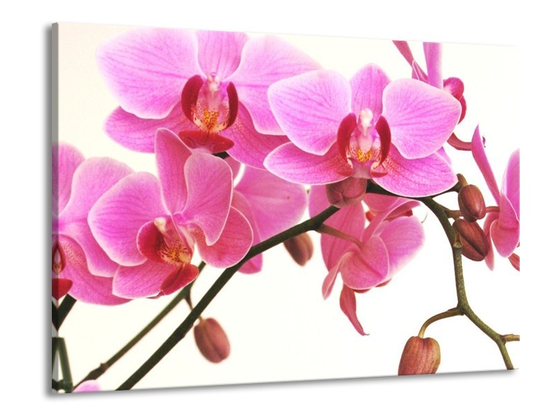 Canvas schilderij Orchidee | Rood, Wit, Zwart | 100x70cm 1Luik