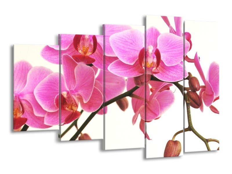 Canvas schilderij Orchidee | Rood, Wit, Zwart | 150x100cm 5Luik