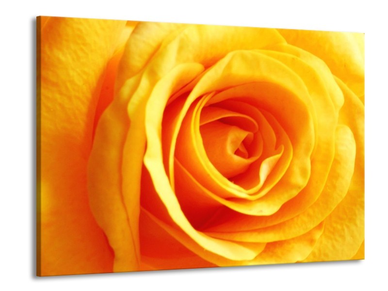 Glas schilderij Roos | Geel, Oranje | 100x70cm 1Luik