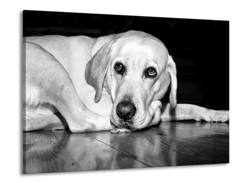 Canvas schilderij Hond | Wit, Grijs, Zwart | 100x70cm 1Luik