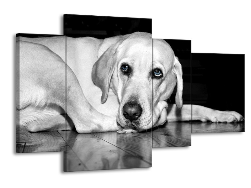 Canvas schilderij Hond | Wit, Grijs, Zwart | 120x75cm 4Luik