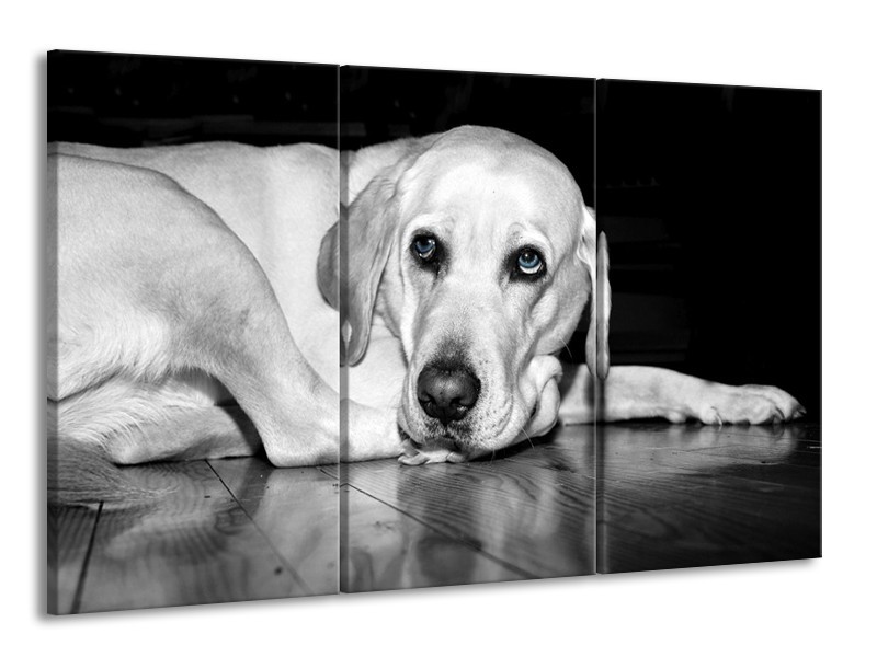 Canvas schilderij Hond | Wit, Grijs, Zwart | 165x100cm 3Luik