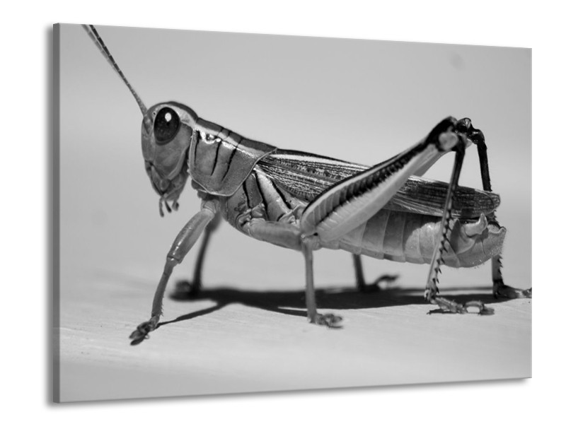 Canvas schilderij Sprinkhaan | Grijs, Zilver, Wit | 100x70cm 1Luik