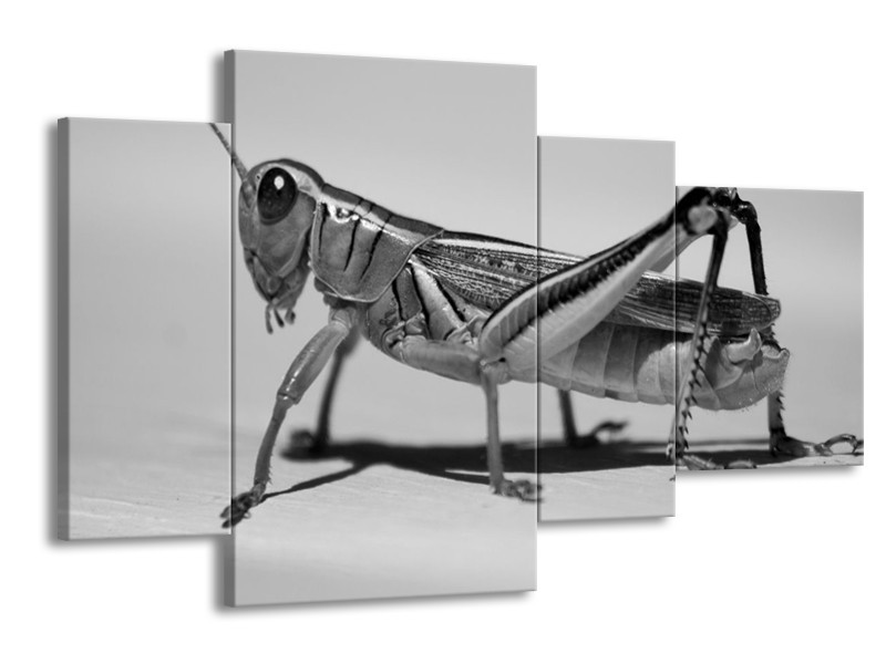 Canvas schilderij Sprinkhaan | Grijs, Zilver, Wit | 120x75cm 4Luik