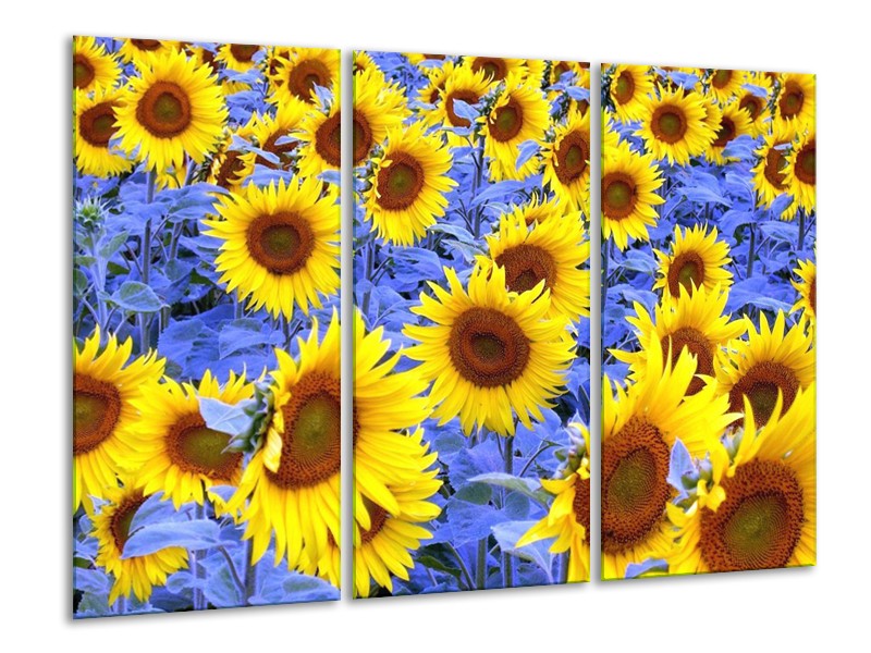 Canvas schilderij Zonnebloem | Geel, Blauw, Bruin | 120x80cm 3Luik
