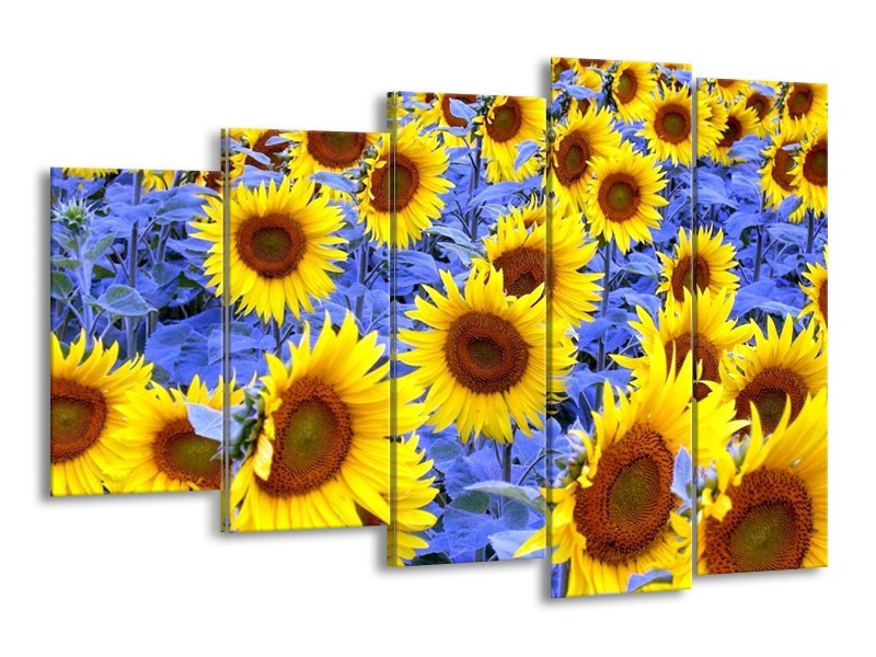 Canvas schilderij Zonnebloem | Geel, Blauw, Bruin | 150x100cm 5Luik