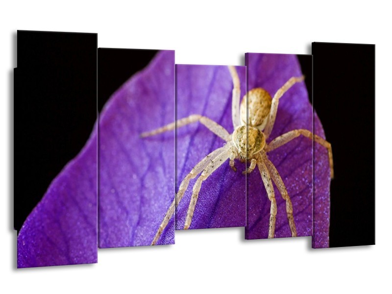 Canvas schilderij Spin | Paars, Zwart, Geel | 150x80cm 5Luik