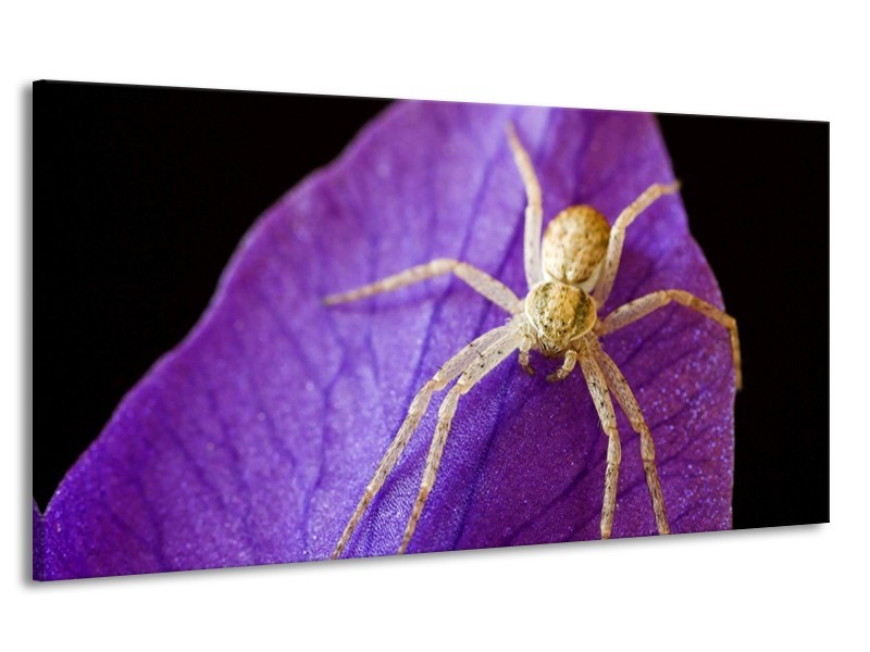 Canvas schilderij Spin | Paars, Zwart, Geel | 170x90cm 1Luik