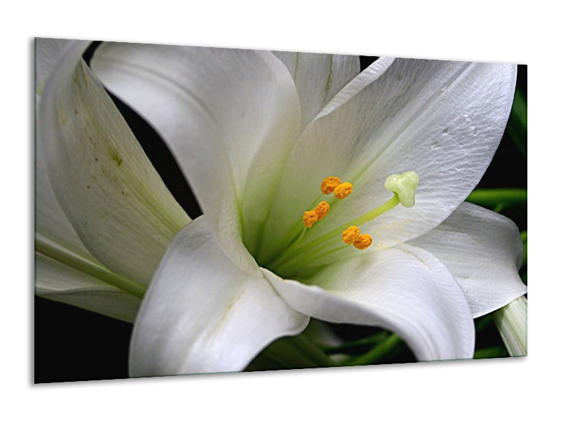 Canvas schilderij Bloem | Wit, Oranje, Zwart | 120x70cm 1Luik