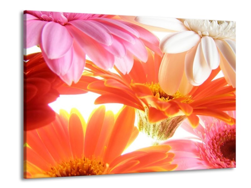 Canvas schilderij Bloem | Oranje, Wit, Geel | 100x70cm 1Luik