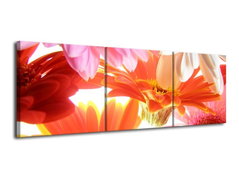 Canvas schilderij Bloem | Oranje, Wit, Geel | 120x40cm 3Luik