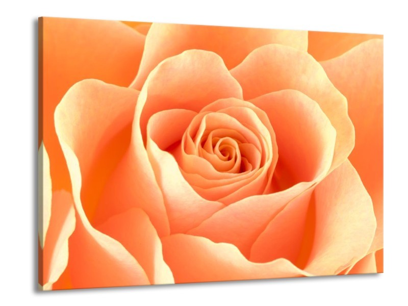 Canvas schilderij Roos | Oranje, Crème, Wit | 100x70cm 1Luik