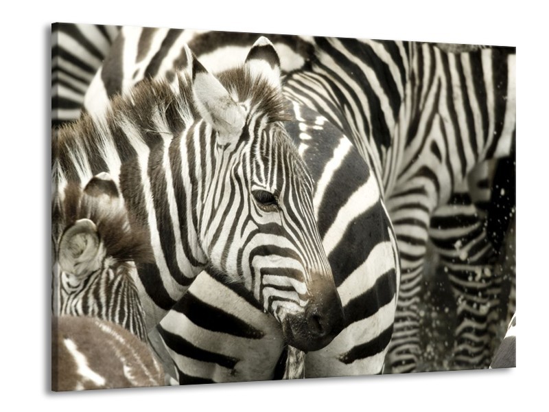 Canvas schilderij Zebra | Zwart, Wit, Grijs | 100x70cm 1Luik
