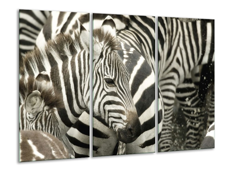 Canvas schilderij Zebra | Zwart, Wit, Grijs | 120x80cm 3Luik