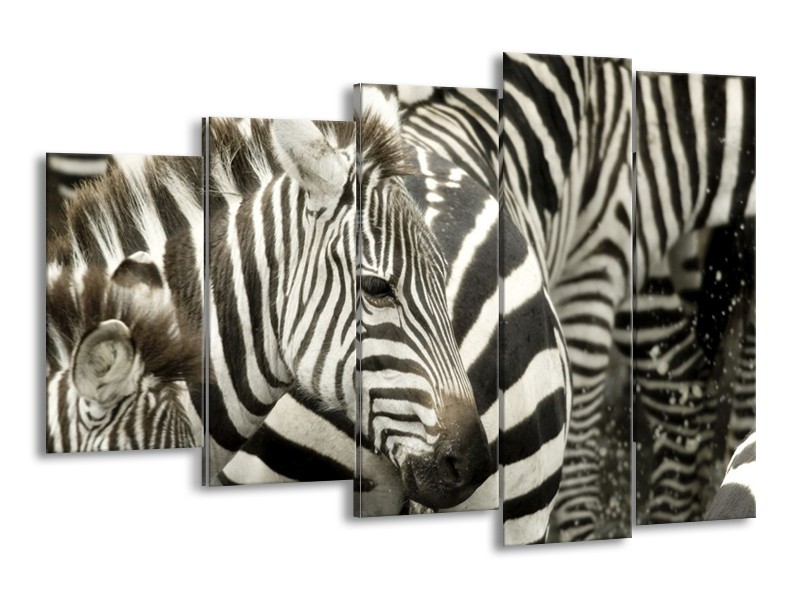 Canvas schilderij Zebra | Zwart, Wit, Grijs | 150x100cm 5Luik