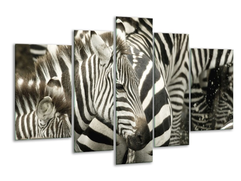 Canvas schilderij Zebra | Zwart, Wit, Grijs | 170x100cm 5Luik