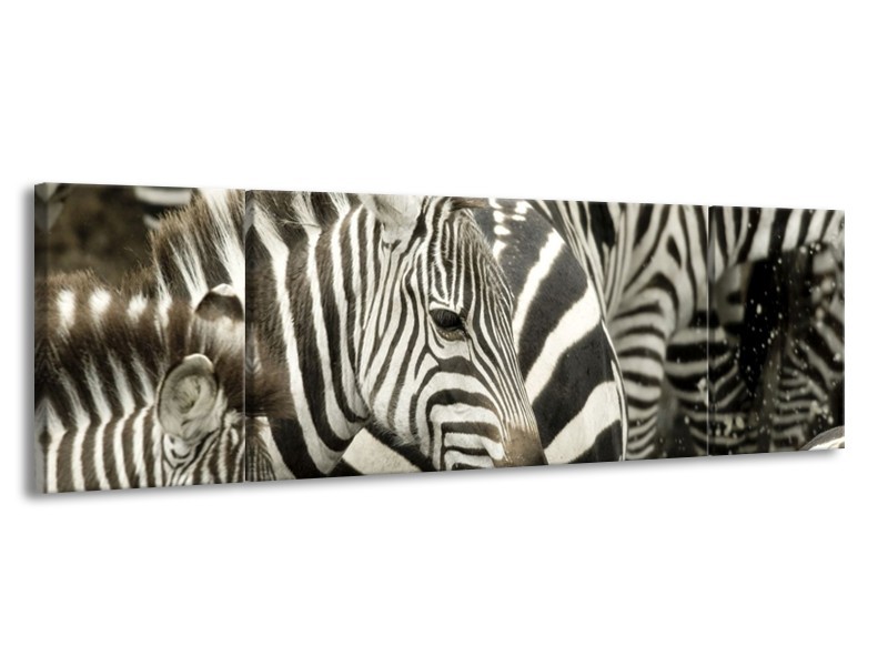 Canvas schilderij Zebra | Zwart, Wit, Grijs | 170x50cm 3Luik