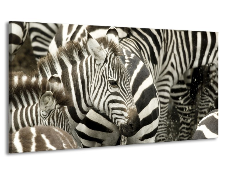 Canvas schilderij Zebra | Zwart, Wit, Grijs | 170x90cm 1Luik