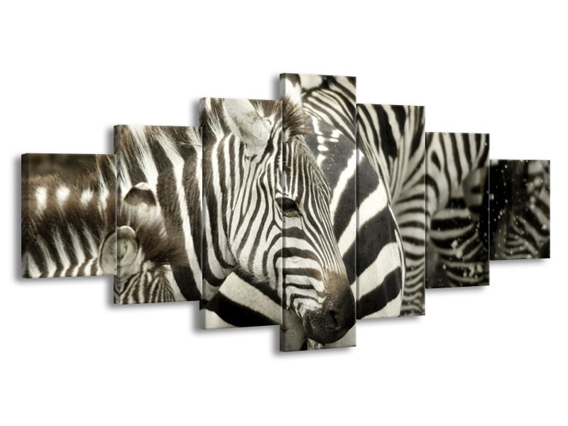 Canvas schilderij Zebra | Zwart, Wit, Grijs | 210x100cm 7Luik