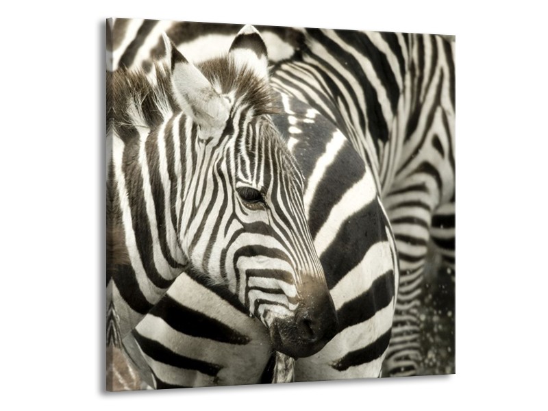 Canvas schilderij Zebra | Zwart, Wit, Grijs | 50x50cm 1Luik