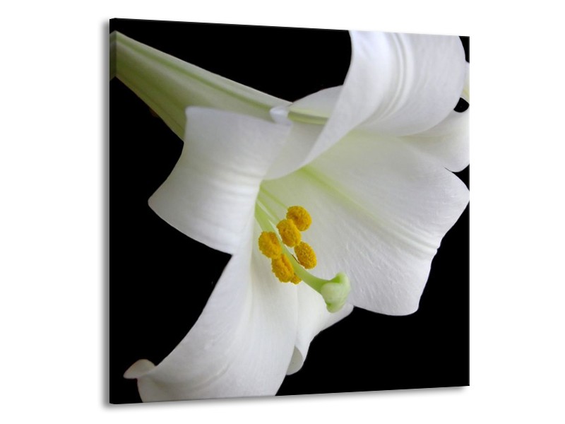 Canvas schilderij Bloem | Wit, Zwart, Geel | 70x70cm 1Luik