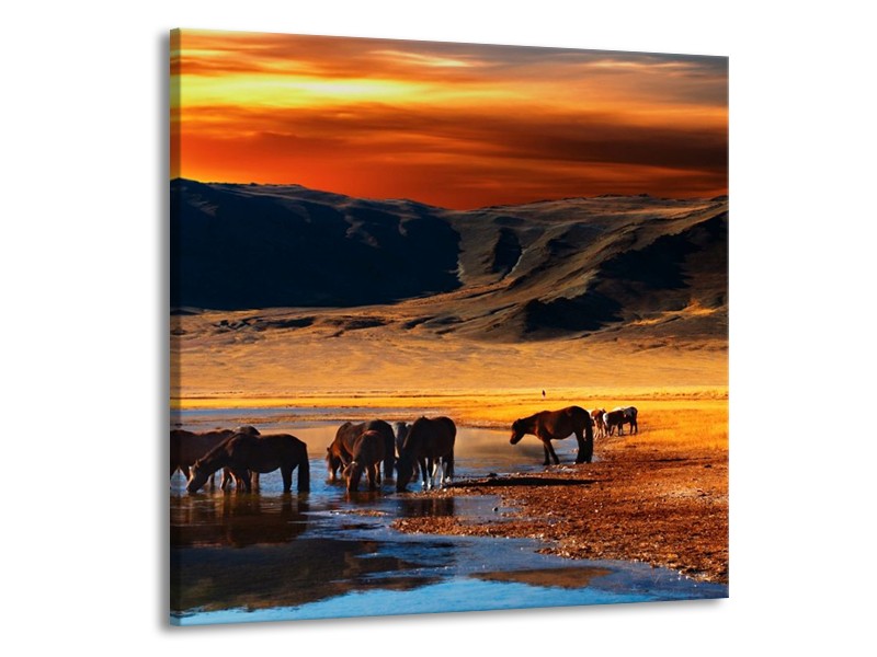 Canvas schilderij Paarden | Oranje, Rood, Blauw | 50x50cm 1Luik