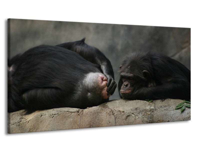 Canvas schilderij Apen | Zwart, Grijs | 170x90cm 1Luik