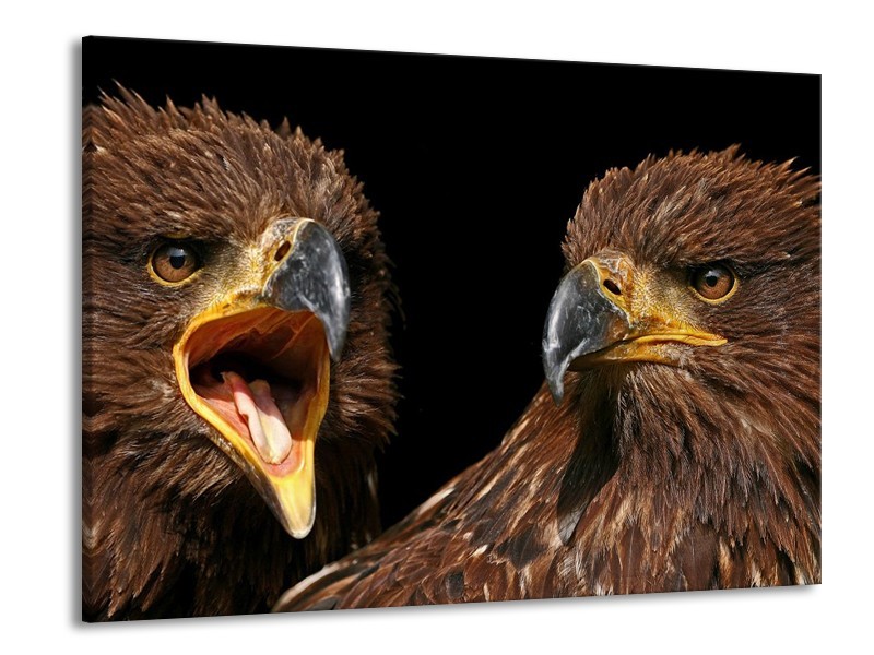 Canvas schilderij Vogels | Geel, Bruin, Zwart | 100x70cm 1Luik