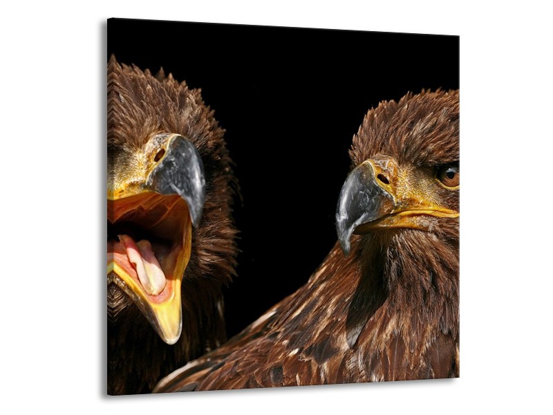 Glas schilderij Vogels | Geel, Bruin, Zwart | 70x70cm 1Luik