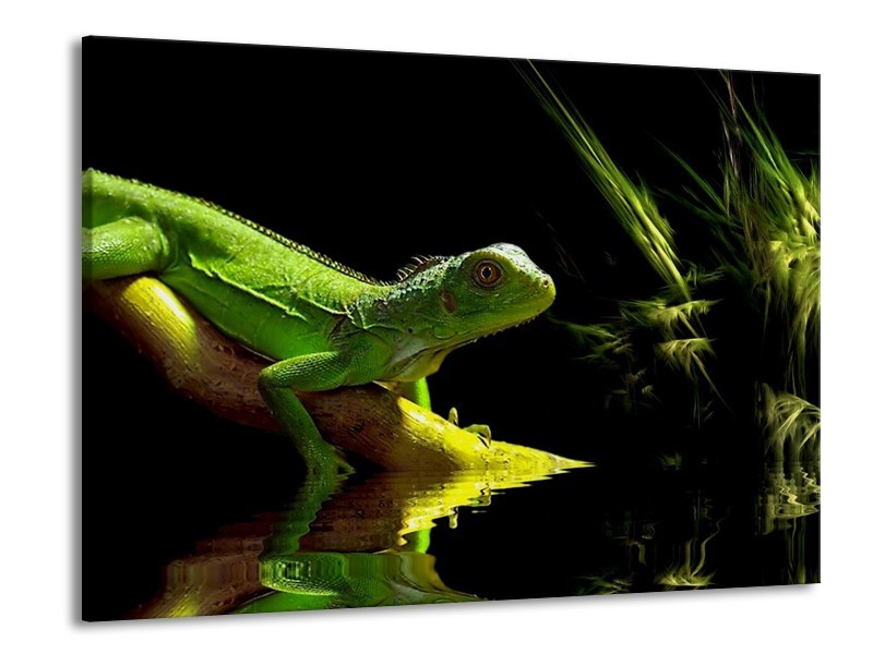 Canvas schilderij Leguaan | Groen, Zwart, Geel | 100x70cm 1Luik
