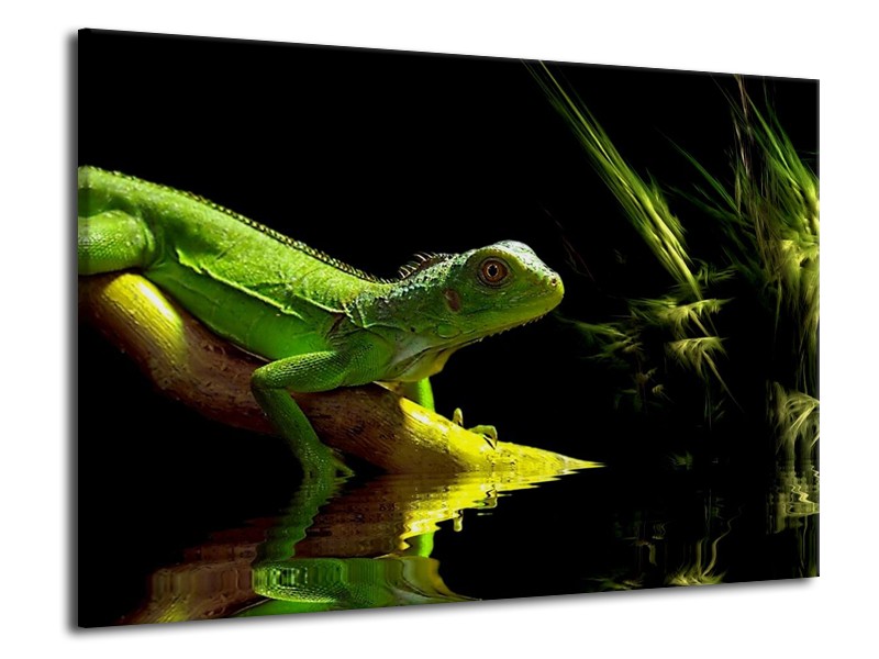 Glas schilderij Leguaan | Groen, Zwart, Geel | 70x50cm 1Luik