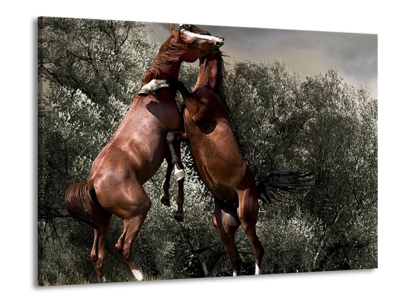Glas schilderij Paarden | Bruin, Grijs | 100x70cm 1Luik