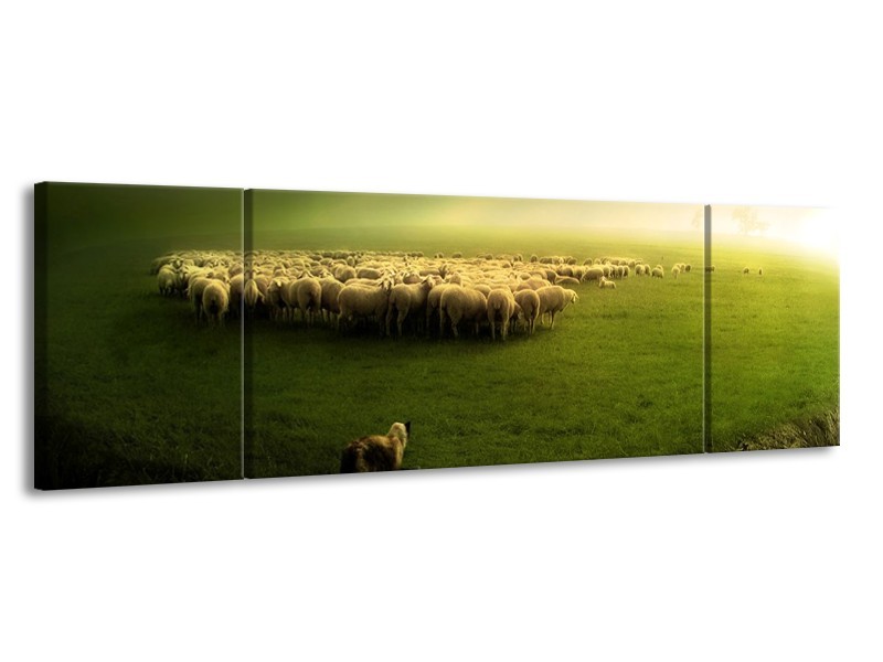 Glas schilderij Schaap | Groen, Geel, Wit | 170x50cm 3Luik