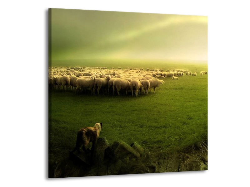 Glas schilderij Schaap | Groen, Geel, Wit | 50x50cm 1Luik