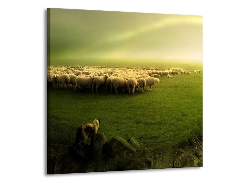 Glas schilderij Schaap | Groen, Geel, Wit | 70x70cm 1Luik