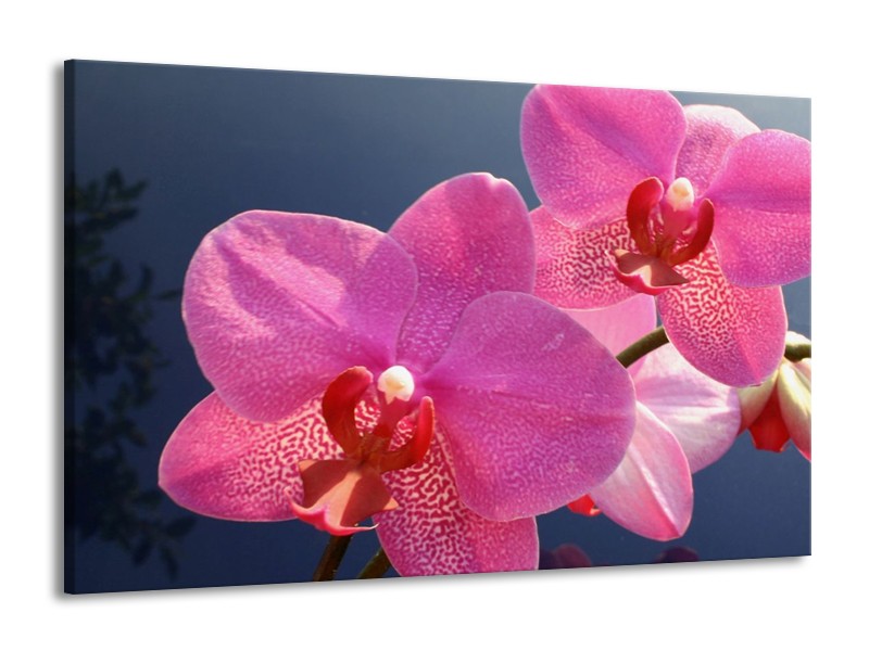 Canvas schilderij Orchidee | Paars, Wit, Rood | 140x90cm 1Luik